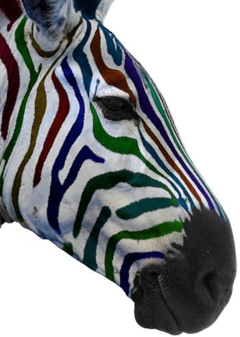 <a href="https://www.flickr.com/photos/29468339@N02/4692519303">"Multi colour zebra"</a><span> by <a href="https://www.flickr.com/photos/29468339@N02">@Doug88888</a></span> is licensed under <a href="https://creativecommons.org/licenses/by-nc-sa/2.0/?ref=ccsearch&atype=html" style="margin-right: 5px;">CC BY-NC-SA 2.0</a>